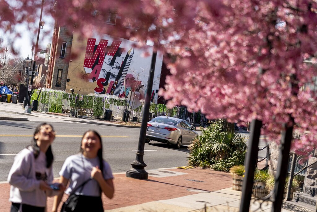 تصاویر زیباترین خیابان‌های بهاری دنیا | قدم زدن در میان شکوفه‌های گیلاس