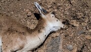 یک بیماری خطرناک به جان حیات وحش ایران افتاد | تلفات نشخوارکنندگان مناطق حفاظت‌شده
