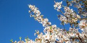 ببینید | شکوفه‌های زیبای بهاری در حاشیه کویر