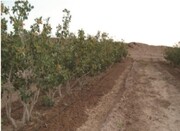 ببینید | راهکار آخرالزمانی کشاورزان شهربابک برای نجات درختان پسته