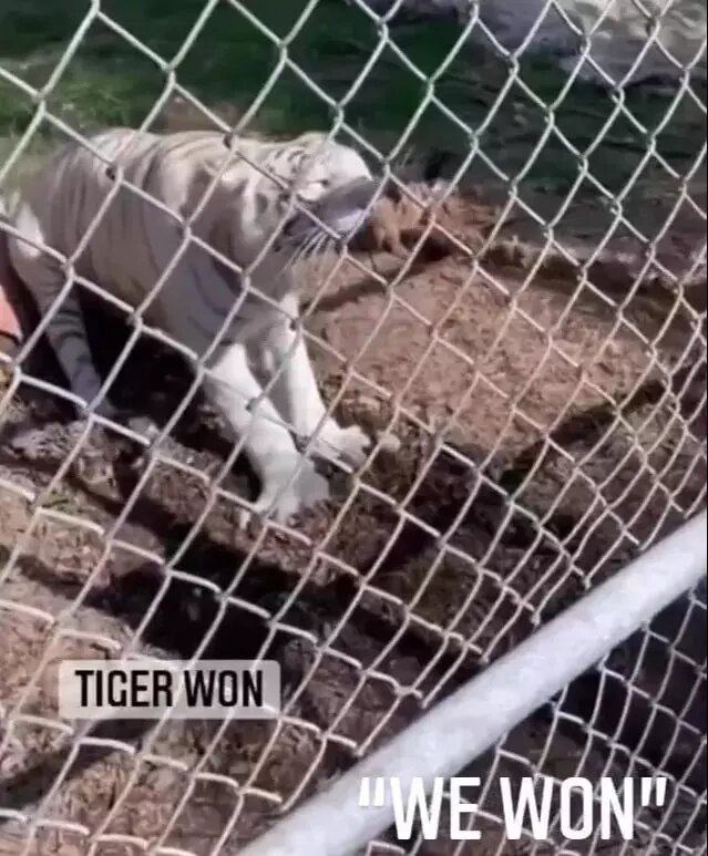 الصورة | فيديو تسبب في إزعاج وطني غريب بمضايقة نمر في بلدة اللعبة