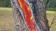 ببینید | درخت ارزشمند صدساله در آمل به آتش کشیده شد