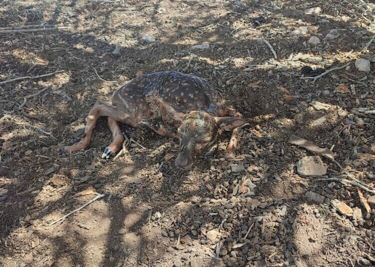 عکس | تولد نخستین بچه گوزن زرد ایرانی در سال ۱۴۰۱ گوزن