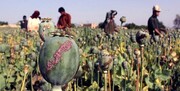 دستور تازه طالبان درباره کشت مواد مخدر | چند ممنوعیت مهم دیگر در افغانستان