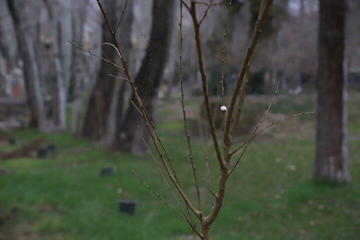 نوزادان تهرانی صاحب درخت میشوند| پویش «نفسهای تازه شهر» تا ١۵ اردیبهشت ادامهدارد