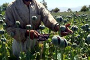 ببینید |‌ واکنش ایران به ممنوعیت تولید و کشت مواد مخدر در افغانستان