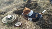 تصاویری از کمک یک سگ‌ به نیروهای اوکراینی در مناطق آزاد شده از دست روسیه