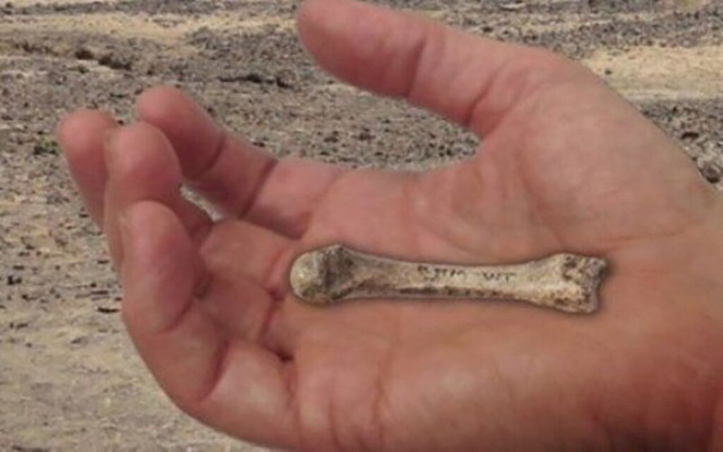استخوان‌های کشف شده در یزد