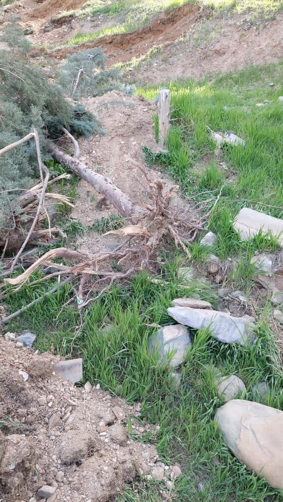 تصاویر جدید از قطع درختان در مرکز لرزهنگاری دانشگاه تهران همشهری آنلاین تصاویر جدید از قطع درختان در مرکز لرزهنگاری دانشگاه تهران همشهری آنلاین