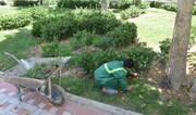 باغچه‌های کشاورزی رایگان به شهروندان داده می‌شود | کشت و زرع در محله تجریش