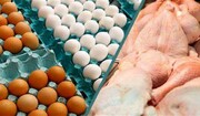 قیمت جدید مرغ و تخم مرغ در بازار | هر کیلو فیله مرغ و یک شانه تخم مرغ ۲۰ عددی چند؟