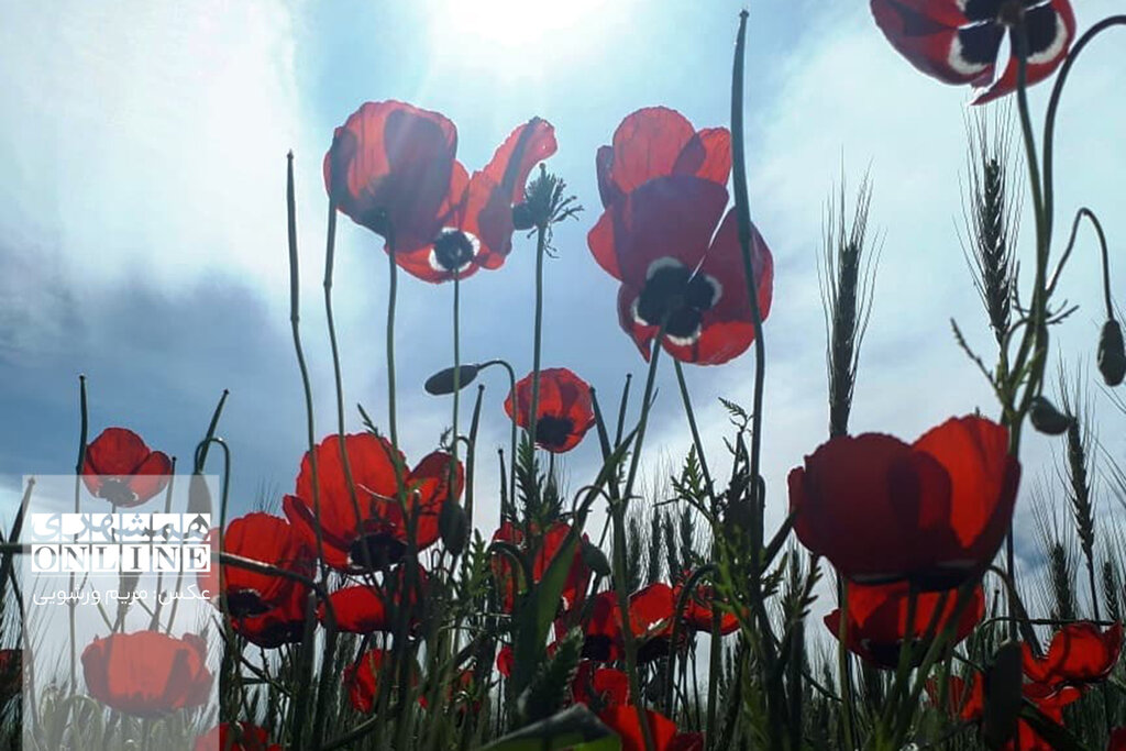 تصاویر | گورستان اسرارآمیز ایران با سنگافراشتههایی عجیب | خالد نبی؛ بهشت گردشگری گلستان | پیامبری که زمان انوشیروان به ایران آمد | چوپان آتای کجاست؟