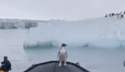 ویدئوی پربازدید؛ اوبر تاکسی ویژه پنگوئن‌ها در قطب جنوب !