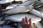 قیمت جدید انواع ماهی در بازار | قزل آلا تازه کیلویی ۱۶۹ هزار تومان