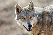 مشاهده چند حیوان درنده در یک شهر دیگر ایران | گرگ‌ها به مدرسه حمله کردند؟