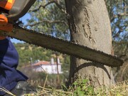 ۶۰ درخت بوستان اقاقیا در تهران توسط یکی از مدیران ستاد اجرایی فرمان امام قطع شد