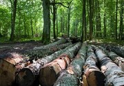 ببینید | روش جدید برای خشکاندن درختان جنگل‌های هیرکانی گیلان