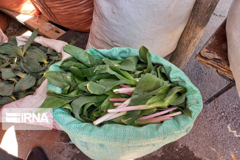 بازار داغ گیاهان بهاری؛ شما اسم این گیاهان را میدانید؟ | با دنیای پرخاصیت گیاهان ارگانیک بهاری بیشتر آشنا شوید | تصاویر