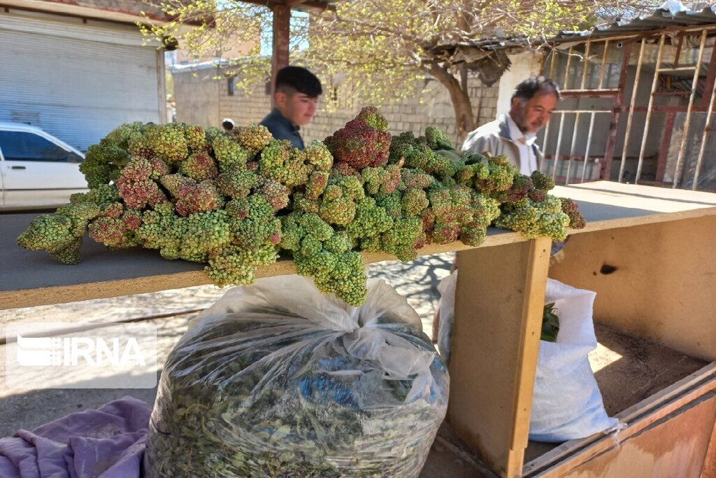 بازار داغ گیاهان بهاری؛ شما اسم این گیاهان را میدانید؟ | با دنیای پرخاصیت گیاهان ارگانیک بهاری بیشتر آشنا شوید | تصاویر