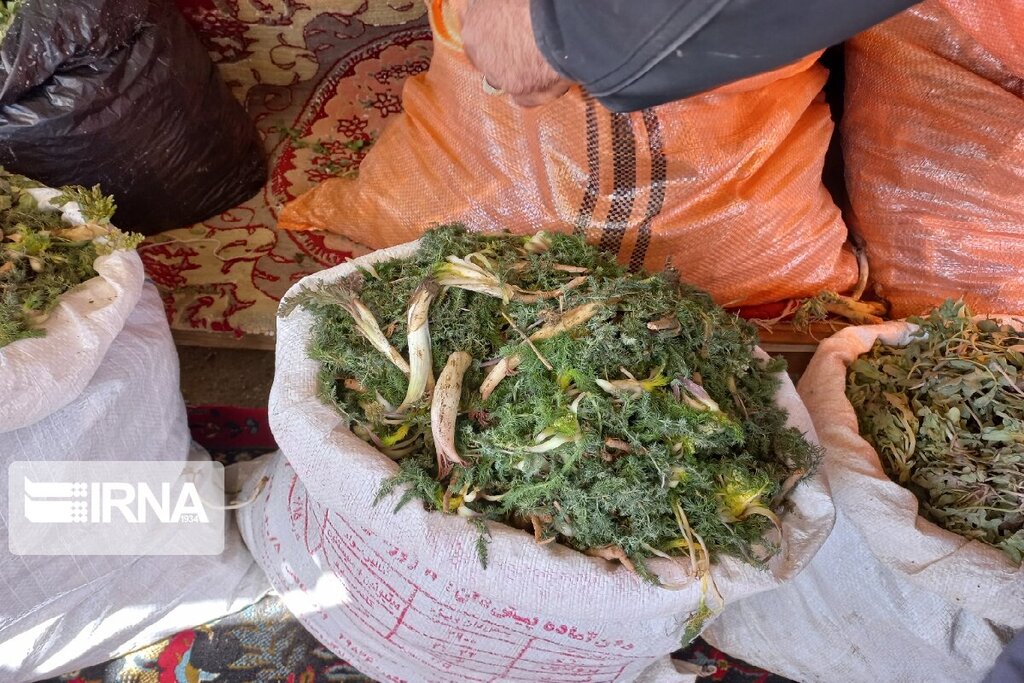 بازار داغ گیاهان بهاری؛ شما اسم این گیاهان را میدانید؟ | با دنیای پرخاصیت گیاهان ارگانیک بهاری بیشتر آشنا شوید | تصاویر