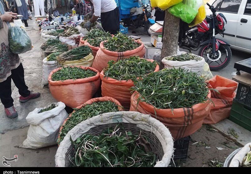 بازار داغ گیاهان بهاری؛ شما اسم این گیاهان را میدانید؟ | با دنیای پرخاصیت گیاهان ارگانیک بهاری بیشتر آشنا شوید | تصاویر