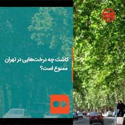 ببینید | کاشت چه درخت‌هایی در تهران ممنوع است؟