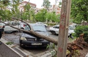 باورنکردنی؛ طوفان تهران این درختان را از ریشه در آورد | تصاویر