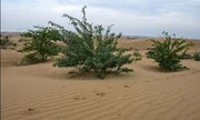 احداث ۲ پارک جنگلی برای کنترل ریزگردها | ۳۰ هزار هکتار جنگلکاری در مرز ایران و عراق