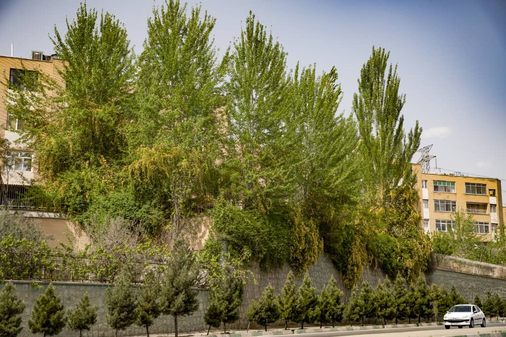 ساکنان «گلستان» گل کاشتند | اقدام کمنظیر ساکنان یک مجتمع مسکونی در محله حکیمیه | لوکیشن رایگان عکاسی برای عروس و دامادها