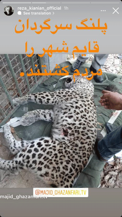 تصاویر | واکنشهای متفاوت سینماگران به ماجرای پلنگ قائمشهر | از عکس جالبی که هدیه تهرانی منتشر کرد تا روایت لحظهای پریناز ایزدیار