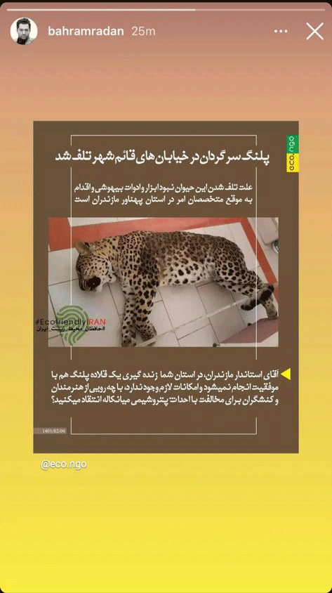 تصاویر | واکنشهای متفاوت سینماگران به ماجرای پلنگ قائمشهر | از عکس جالبی که هدیه تهرانی منتشر کرد تا روایت لحظهای پریناز ایزدیار