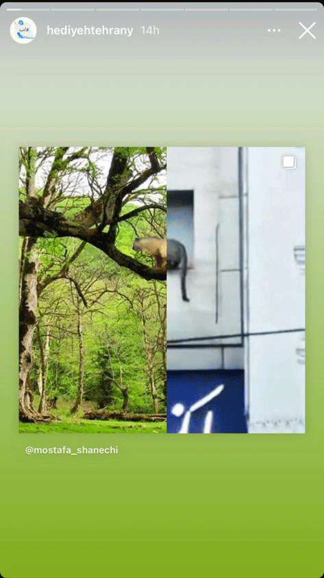 تصاویر | واکنشهای متفاوت سینماگران به ماجرای پلنگ قائمشهر | از عکس جالبی که هدیه تهرانی منتشر کرد تا روایت لحظهای پریناز ایزدیار