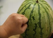 تصویر جاسازی تریاک در هندوانه | ۱۸۰ کیلوگرم مواد در بار میوه