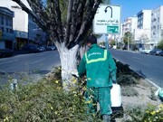 اجرای طرح باندینگ ۲۸۰۰ اصله درخت در منطقه۱۴