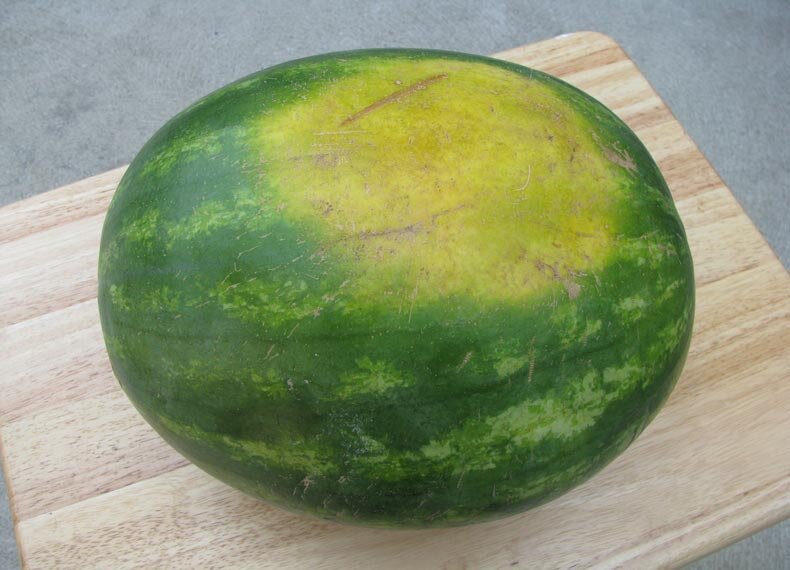 این هندوانهها را هرگز نخرید | راههای تشخیص هندوانه شیرین، قرمز و رسیده