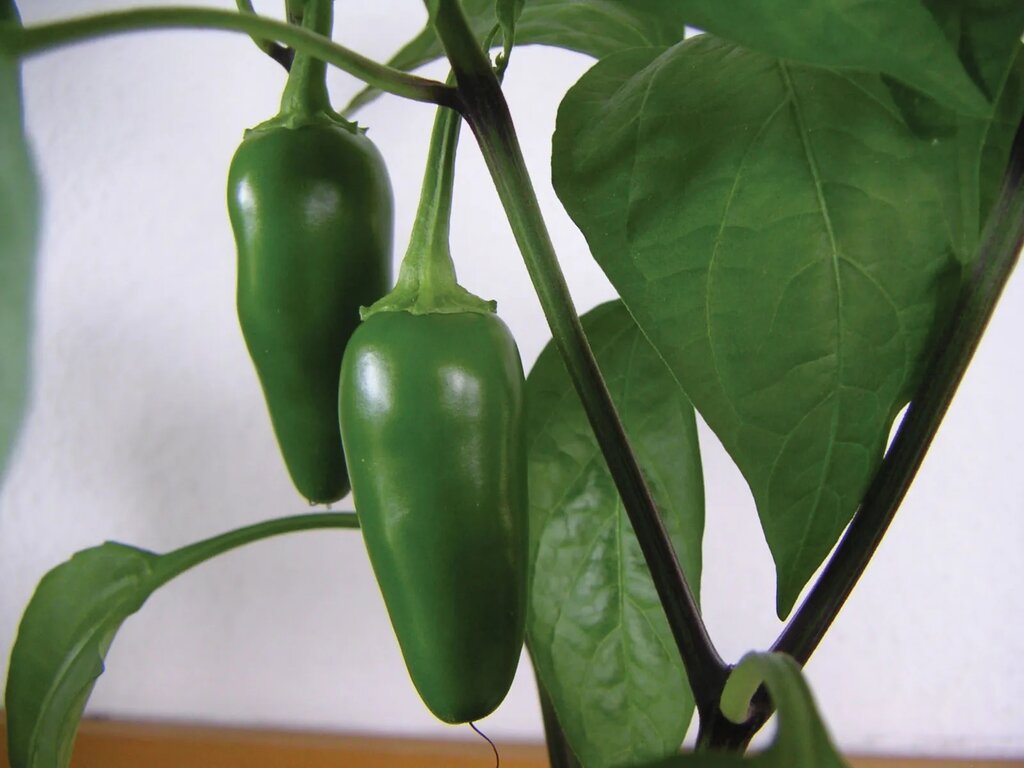 Chili pepper - فلفل چیلی