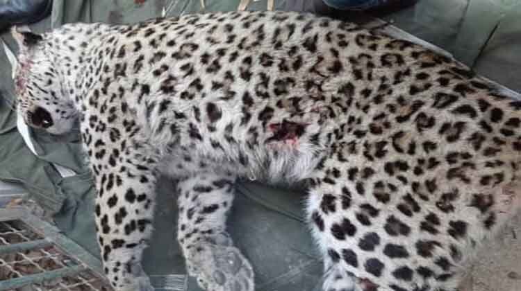 ما به قلمرو حیوانات رفتهایم یا حیوانات به قلمرو ما آمدهاند؟ | دلیل مشاهده روباه در تهران، پلنگ در قائمشهر و خرس در اردبیل چیست؟