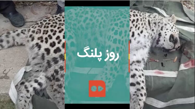 روز پلنگ