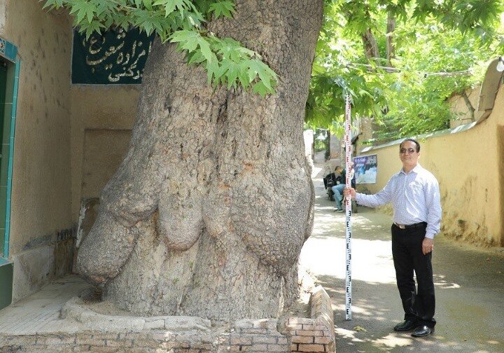 درخت امامزاده شعیب.jpg