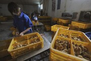 چین مورد نادری از انتقال آنفلوانزای پرندگان به انسان را گزارش می‌کند