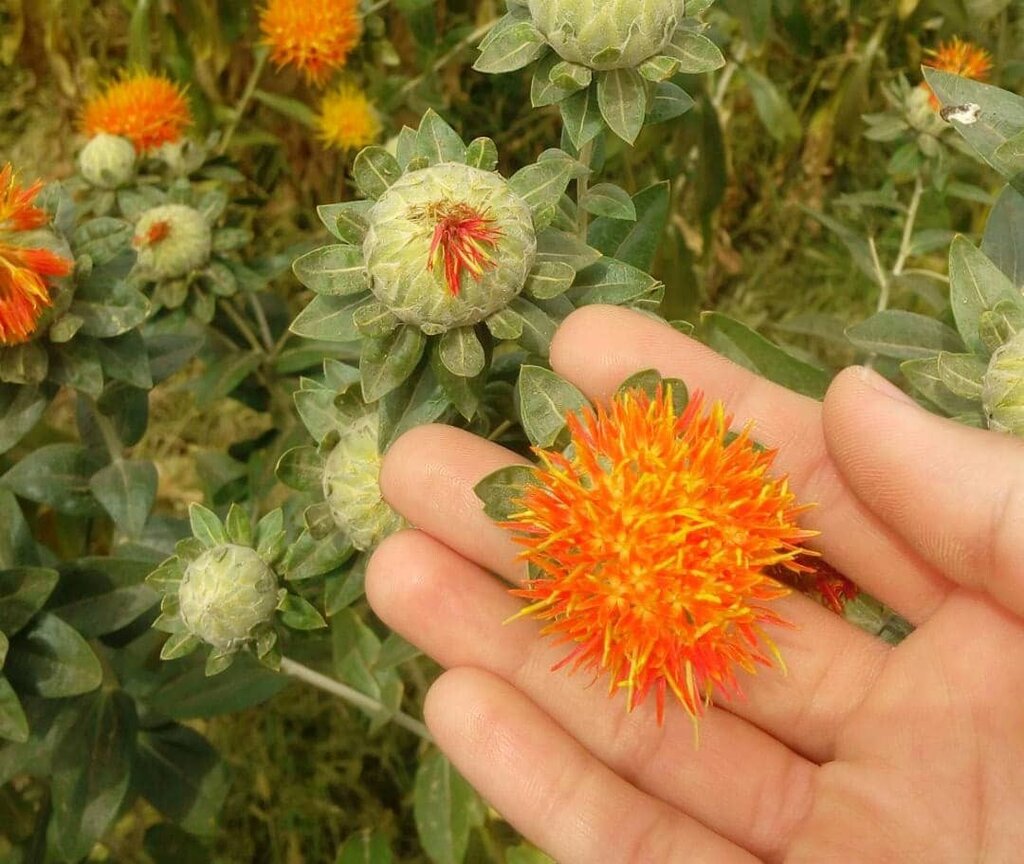 جایگزین زعفران گران قیمت پیدا شد | این گیاه پرخاصیت به زعفران مصنوعی معروف شده است