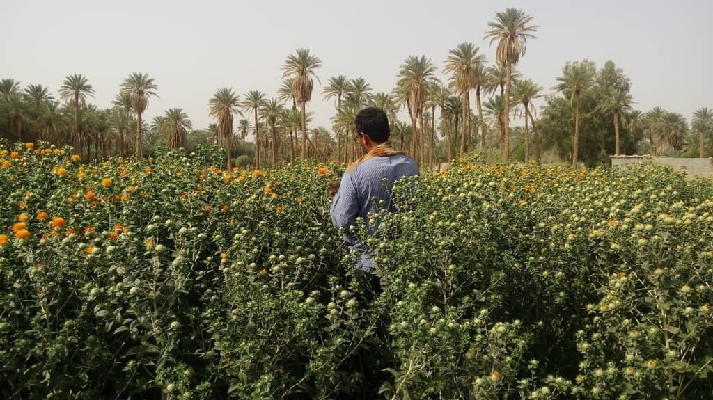 جایگزین زعفران گران قیمت پیدا شد | این گیاه پرخاصیت به زعفران مصنوعی معروف شده است