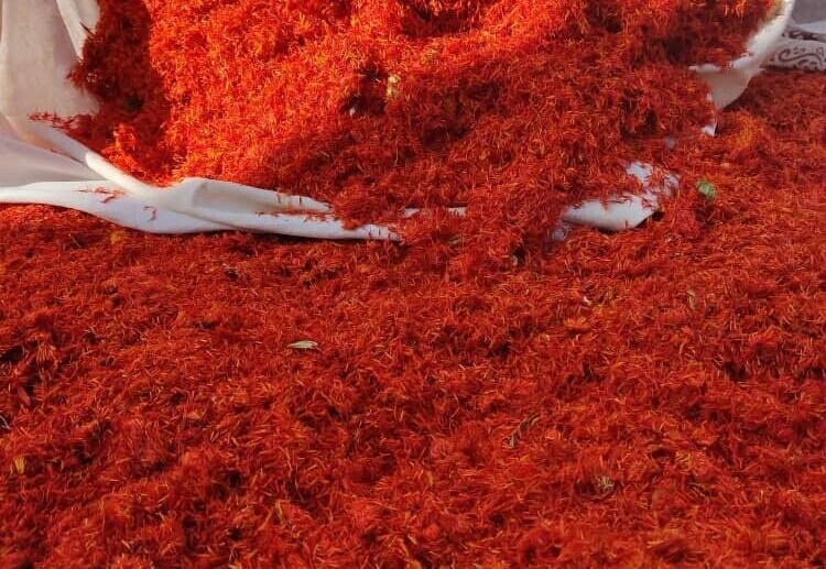 جایگزین زعفران گران قیمت پیدا شد | این گیاه پرخاصیت به زعفران مصنوعی معروف شده است