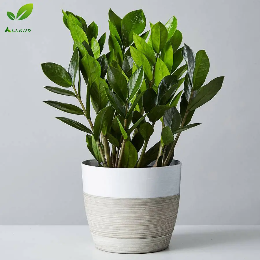 زاموفیلیا ؛ گیاهی سخت جان که بهراحتی نابود نمیشود | سادهترین راه قلمه زدن و نگهداری زاموفیلیا