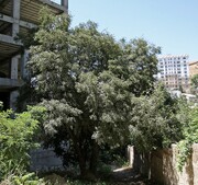 درخت اسرارآمیز تهران کجاست؟ | راز و رمز خواندنی یک درخت کهن