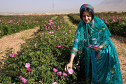 تصاویری زیبا از پوشش دختران میمند | برداشت گل‌محمدی از باغات میمند فارس را ببینید