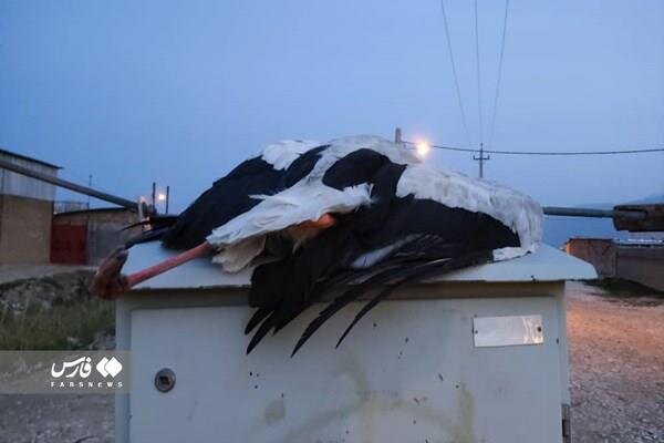 ساخت خانه ۵۰۰ میلیونی برای لک لکها | ابتکار جالب اهالی یک روستا برای نجات جان لک لکها