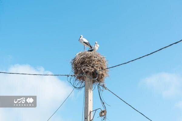 ساخت خانه ۵۰۰ میلیونی برای لک لکها | ابتکار جالب اهالی یک روستا برای نجات جان لک لکها