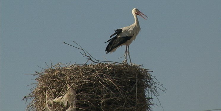 ساخت خانه ۵۰۰ میلیونی برای لک لکها | ابتکار جالب اهالی یک روستا برای نجات جان لک لکها