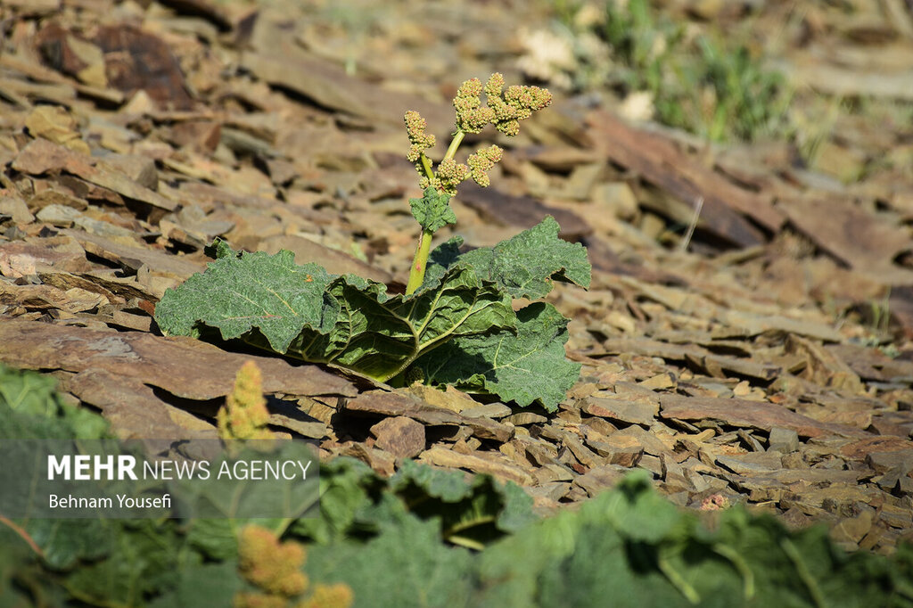 4671300 - فصل برداشت یکی از پرخاصیت‌ترین گیاهان وحشی در ایران/ عکس